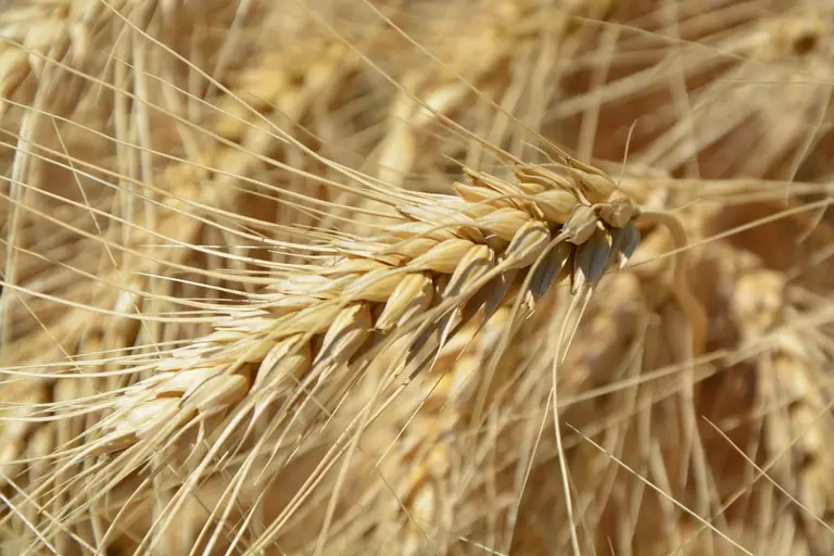 Wheat plant in field representing gluten and celiac disease testing context