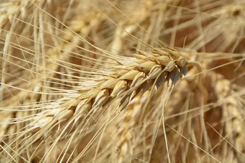 Wheat plant in field representing gluten and celiac disease testing context