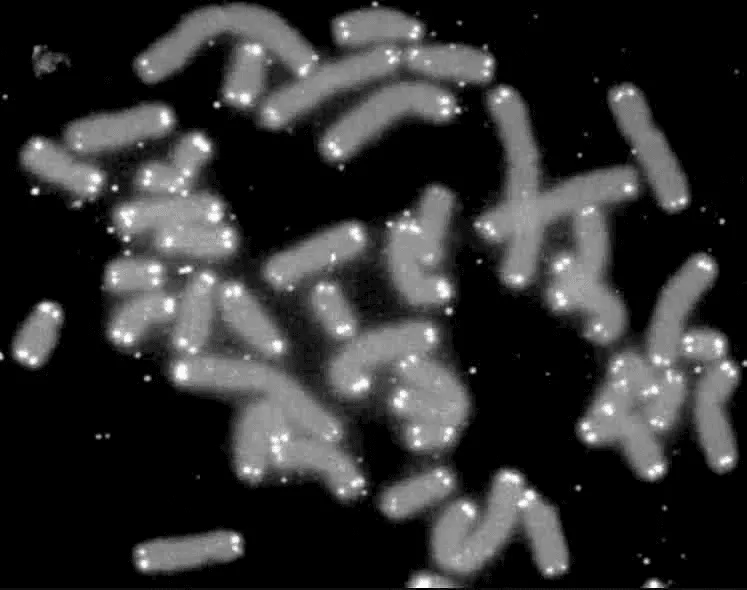 2 Silent Killers in Your Blood: How Mito Health Can Uncover and Combat Stress-Induced Aging