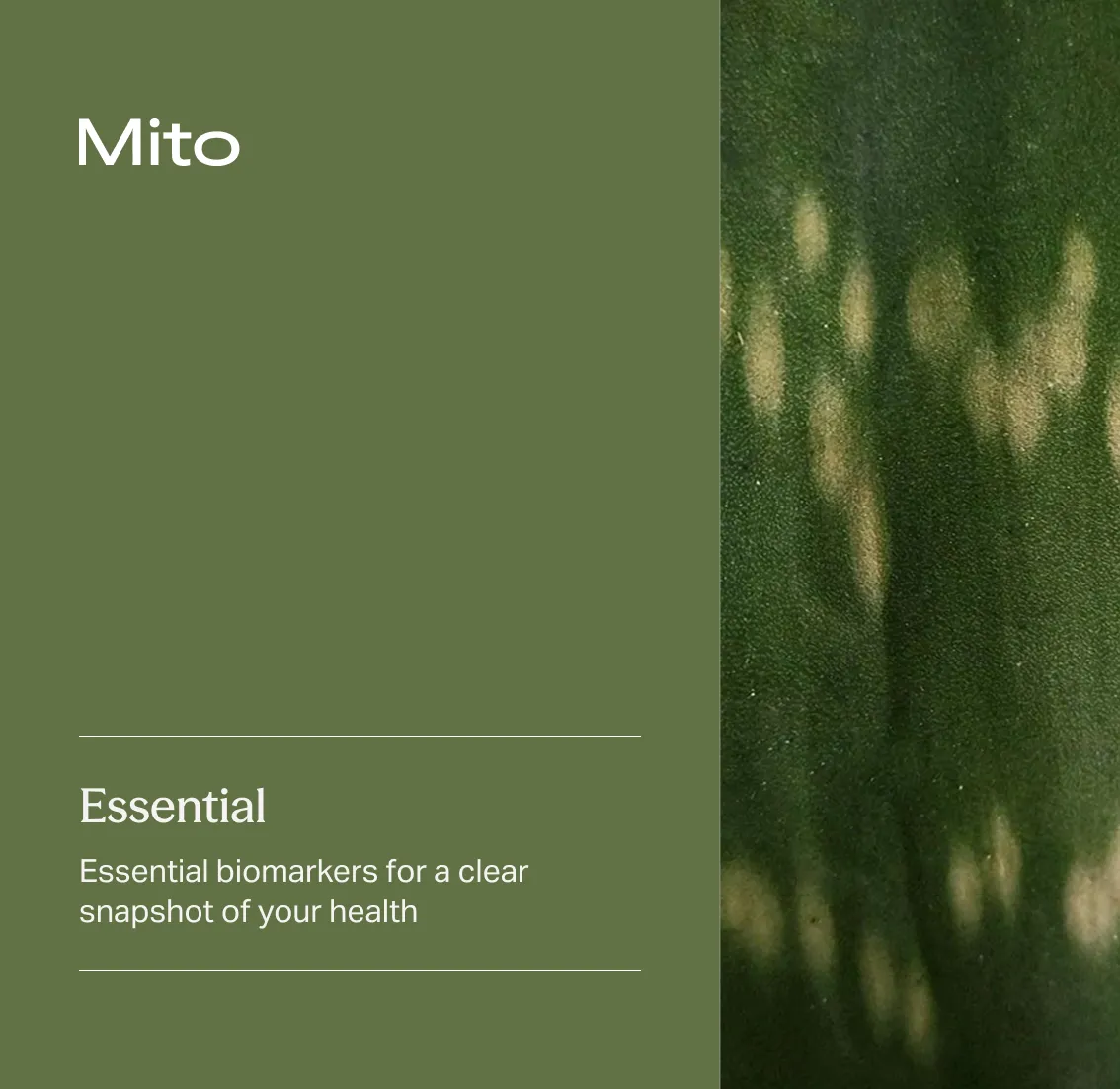 Mito Essential Panel