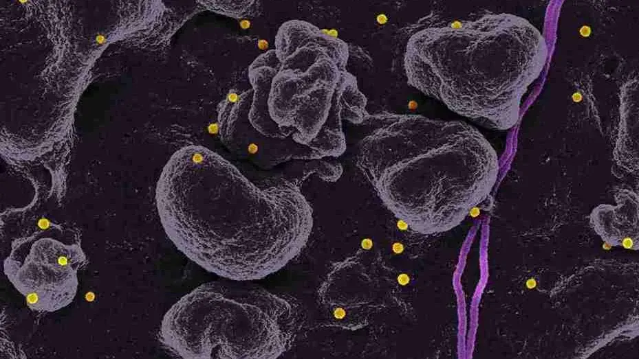 A microscopic view of blood cells in purple tones
